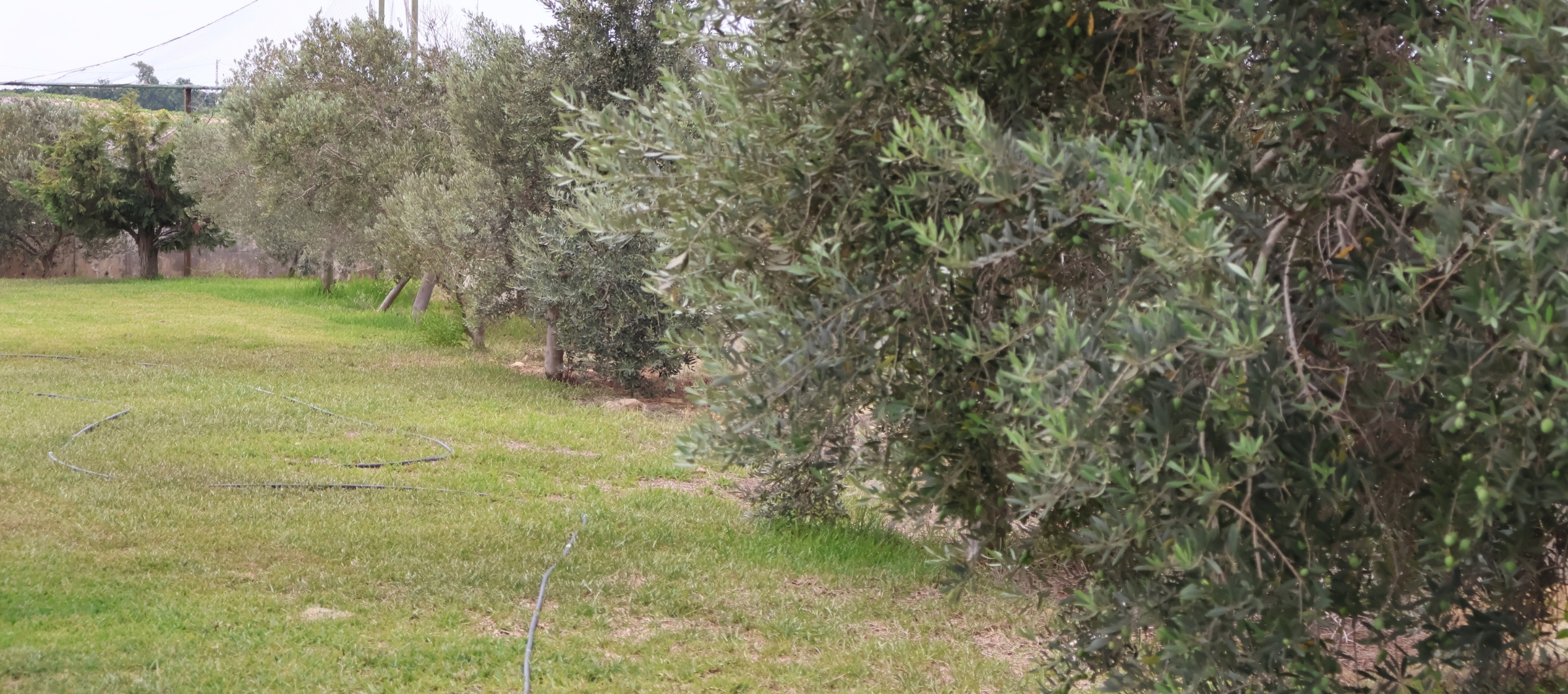 olives and avocados 